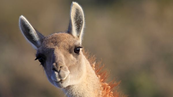 Guanaco, Punta Norte, Penisola di Valdés, Argentina