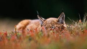 一只欧亚猞猁，捷克共和国舒马瓦国家公园 (© Niall Benvie/Minden Pictures)(Bing China)