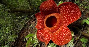 Rafflesia flower in West Sumatra, Indonesia (© Fadil/Corbis) &copy; (Bing United States)