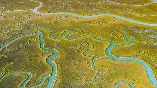 Mockhorn Island State Wildlife Management Area, Virginia, USA