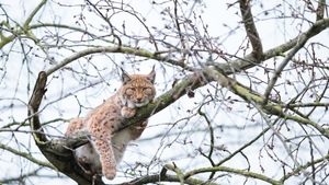 Lynx de Boréal perché dans un arbre, France (© Marc Chesneau/Getty Images)(Bing France)