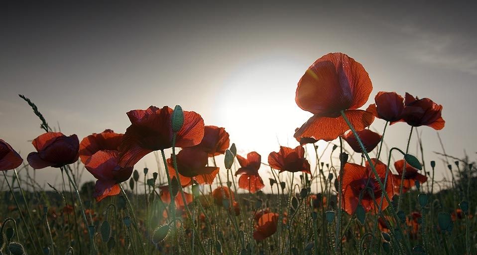 PoppyField
