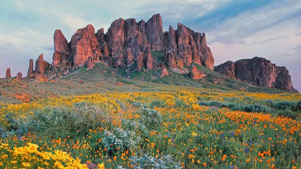 Wildflowers in bloom at Lost Dutchman State Park in Arizona, USA