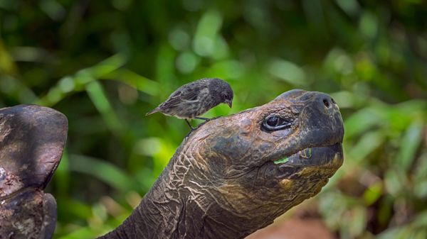 ｢ダーウィンフィンチとガラパゴスゾウガメ｣ガラパゴス諸島