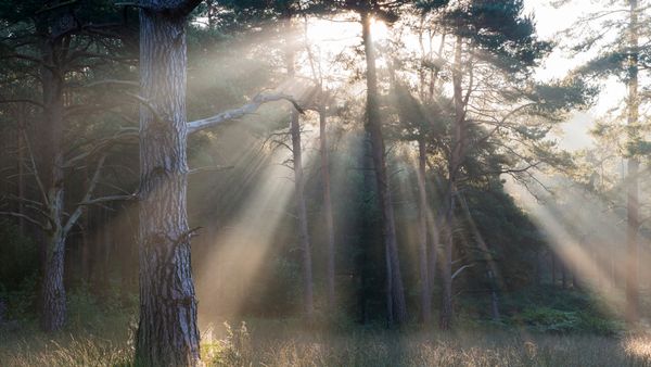Scots pine forest, Ashdown Forest, England