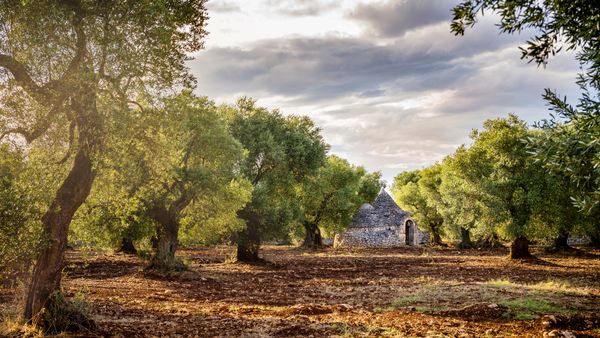 Olive grove, Valle d'Itria, Puglia, Italy