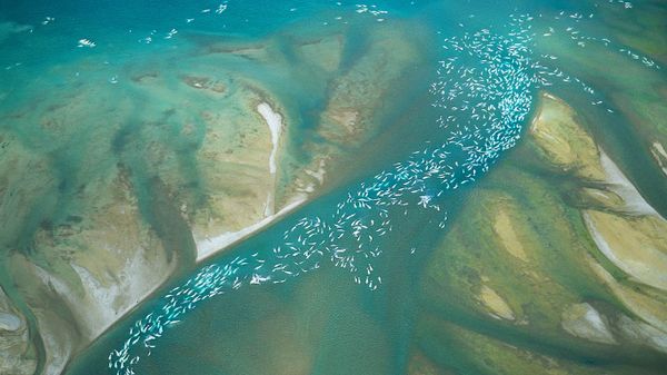 Beluga whales congregate near Somerset Island, Canada