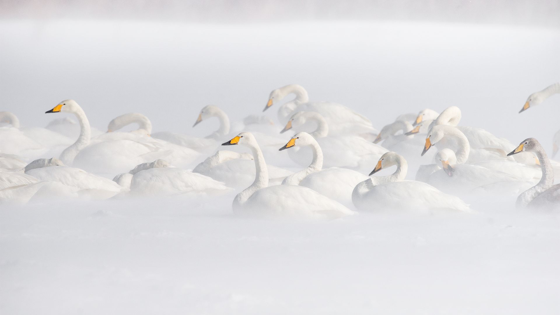 屈斜路湖のオオハクチョウ, 北海道
