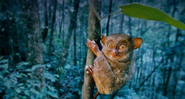Western Tarsier clinging to tree in Sabah State, Borneo