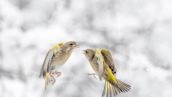 Due verdoni che litigano mentre nevica, Italia