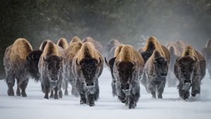 美洲野牛，黄石国家公园，怀俄明州，美国 (© Gary Gray/Getty Images)(Bing China)