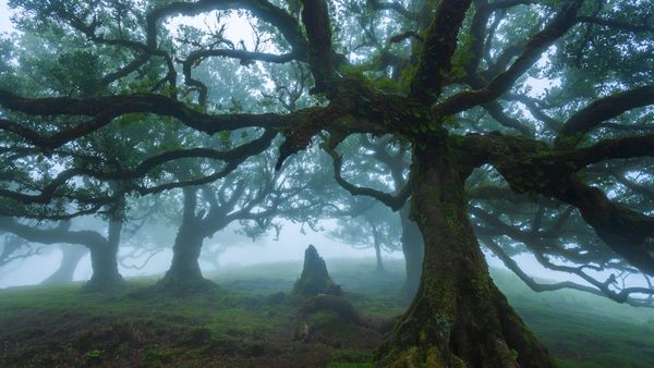 Ocotea foetens nella foresta di Fanal, Madeira, Portogallo