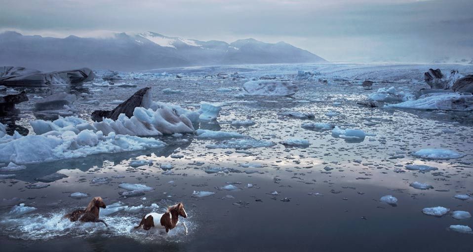 IcelandicHorses