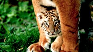 A six-week-old Bengal tiger cub peers out from between its mother's front legs (© Terry Whittaker/Corbis)(Bing United Kingdom)