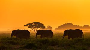 Familia de elefantes en el Parque Nacional de Amboseli, Kenia (© Ibrahim Suha Derbent/Getty Images)(Bing España)