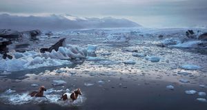 Chevaux islandais galopant dans un lagon glacé en Islande (© Tim Flach/Getty Images) &copy; (Bing France)