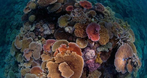Opal coral in Australia’s Great Barrier Reef