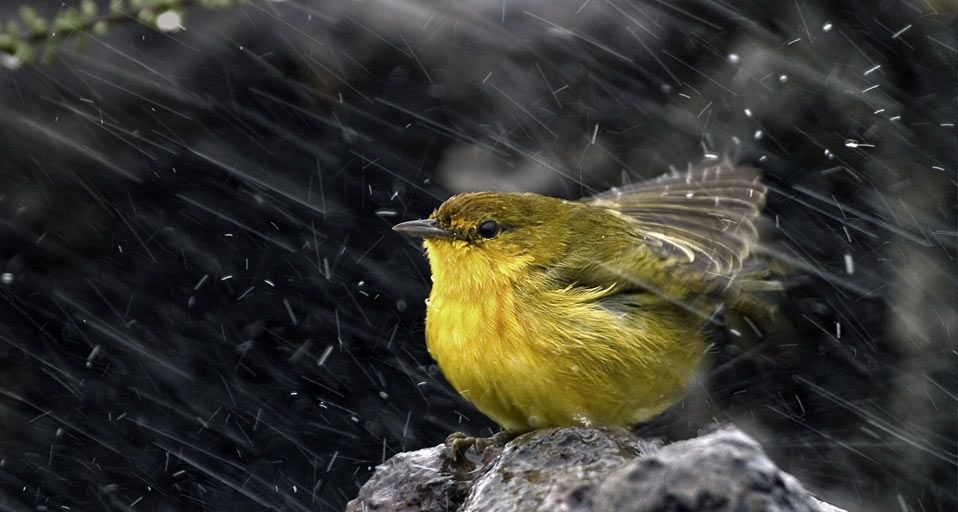 Finch