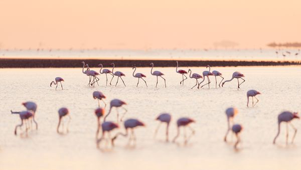 Flamants roses au lever du soleil, Saintes-Maries-de-la-Mer, Parc Naturel Régional de Camargue, France