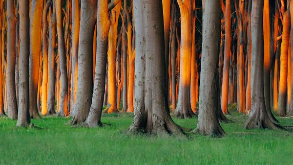 Nienhagen Wood in Mecklenburg-Vorpommern, Germany