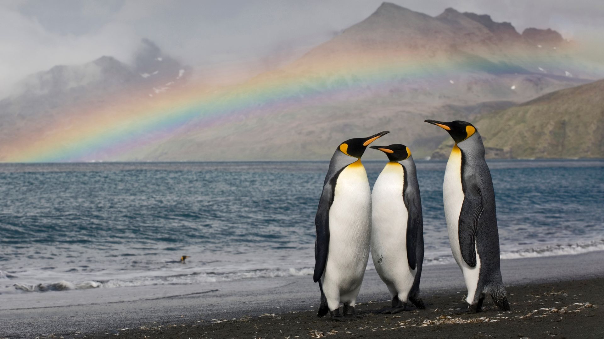 King penguins, St. Andrew\'s Bay, South Georgia