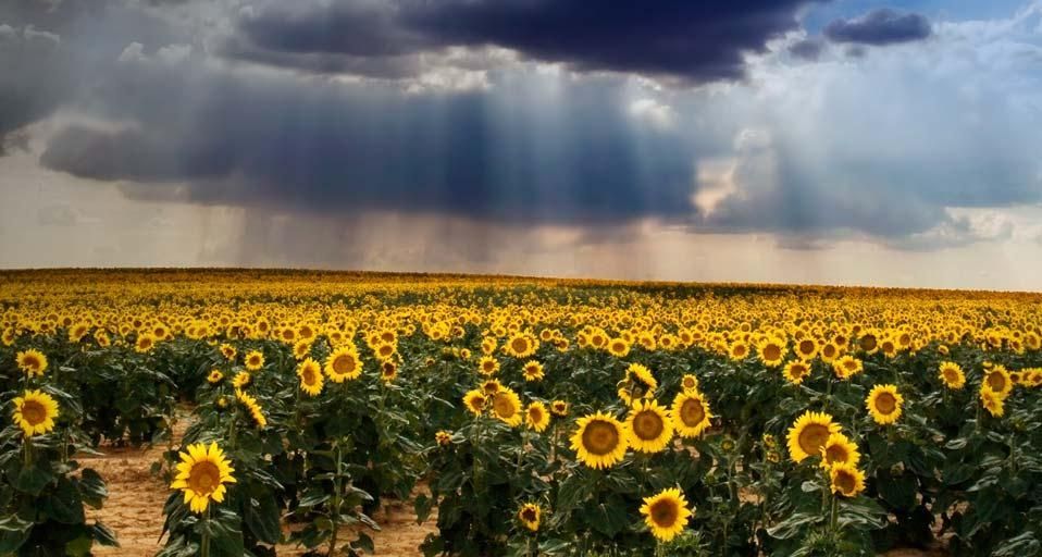 CampodeGirasoles