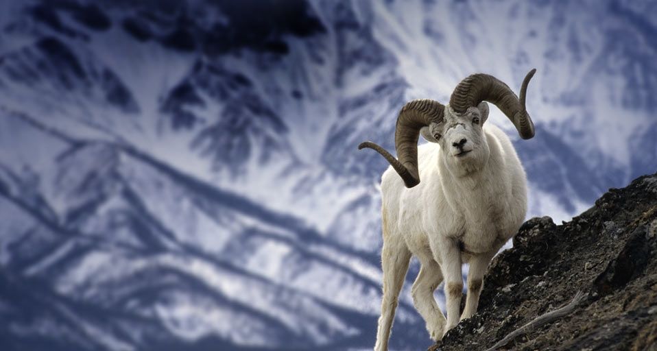 MountainGoat