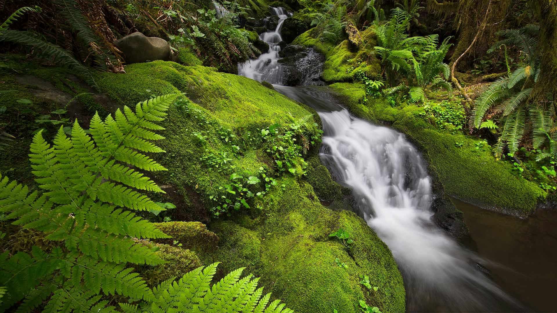 Quinault Rainforest in Olympic National Park, Washington