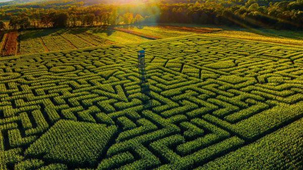 Mazezilla corn maze at Klingel\'s Farm in Pennsylvania, USA