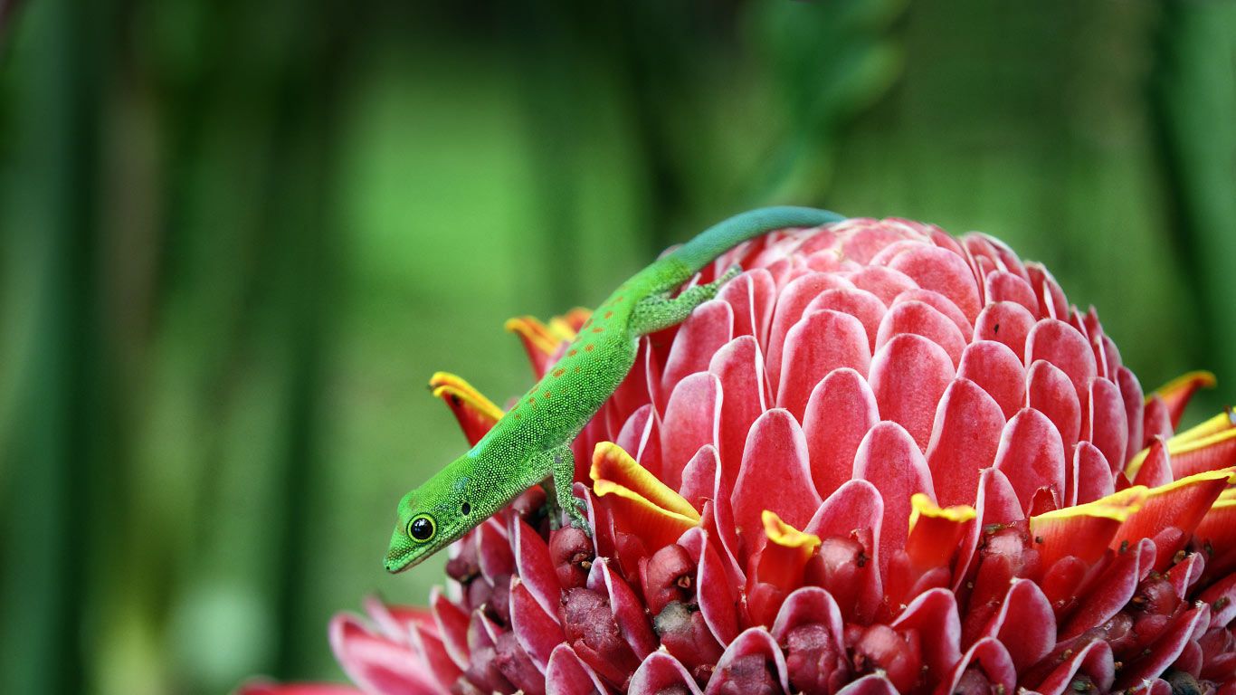 Gecko on a ginger torch (Etlingera Elatior)