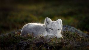 正在睡觉的北极狐 (© Menno Schaefer/Getty Images)(Bing China)