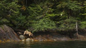 Adult female grizzly bear and cub in the Great Bear Rainforest, B.C. (© Jack Chapman/Minden Pictures)(Bing Canada)