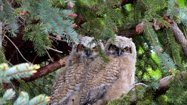 Great horned owl fledglings
