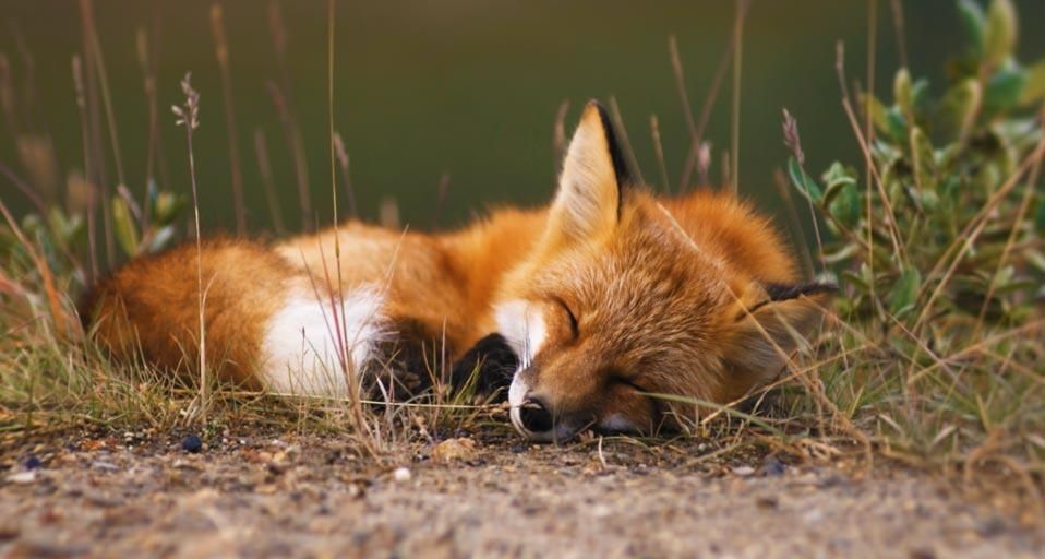 SleepyFox