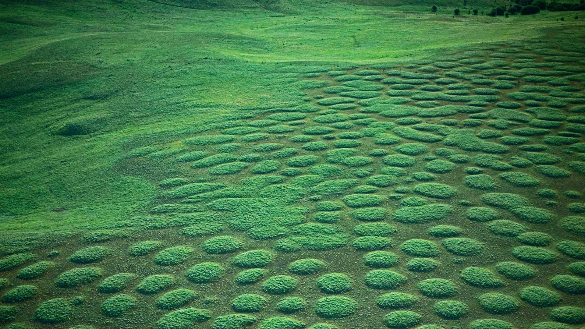 Prairie mounds at Oregon’s Zumwalt Prairie