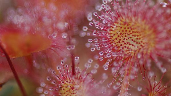 Common sundew (Drosera rotundifolia)
