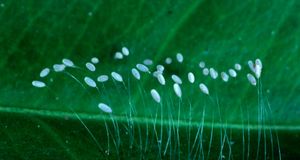 Green lacewing eggs -- Charles Melton/Visuals Unlimited &copy; (Bing United States)