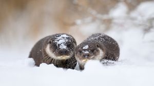 Eurasian otter and pup, Estonia (© Sven Zacek/naturepl.com)(Bing United Kingdom)