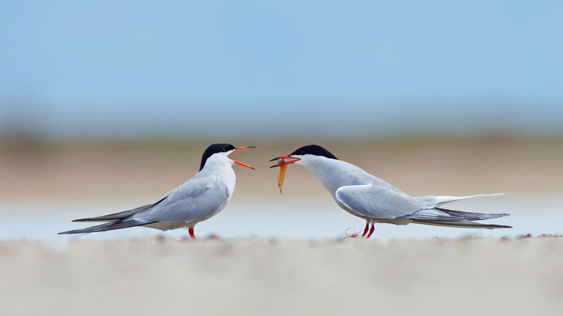 Common terns sharing a small fish