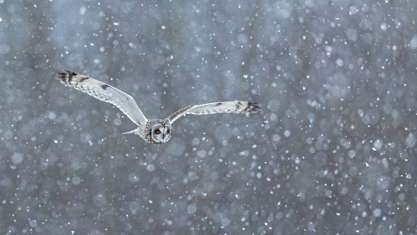 Short-eared owl hunting in heavy snow
