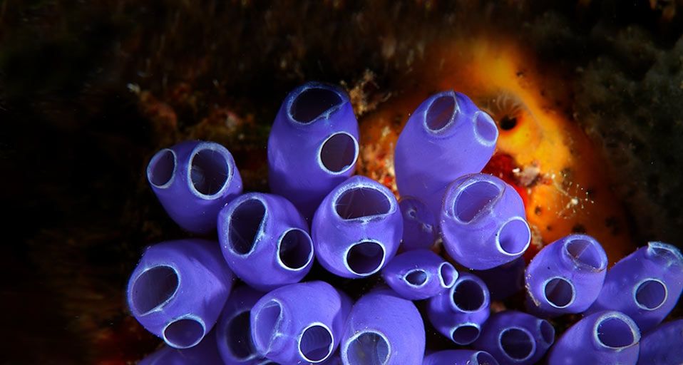 Blue Bell Tunicates (Sea squirts) in the waters near Roatan Island, Honduras