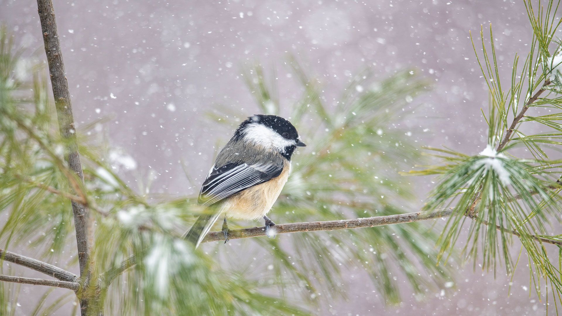Black-capped Chickadee (Poecile atricapillus) in snowfall, Nova Scotia