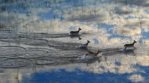 Lechwes running in the Okavango Delta floodplain in Botswana