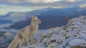 北极狐，挪威多夫勒山 (© Andy Trowbridge/Minden Pictures)(Bing China)