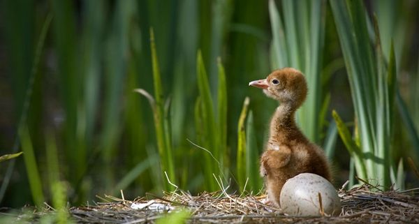 Young common crane (Grus grus) in nest, Mecklenburg-Western Pomerania ,Germany