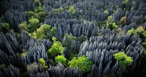 Karst limestone formations in Tsingy de Bemaraha Strict Nature Reserve, Madagascar -- Frans Lanting/Corbis &copy; (Bing Australia)