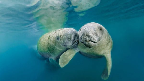 West Indian manatees in Crystal River National Wildlife Refuge, Florida, USA