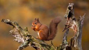 凯恩戈姆山脉中的欧亚红松鼠，苏格兰高地 (© Images from BarbAnna/Getty Images)(Bing China)