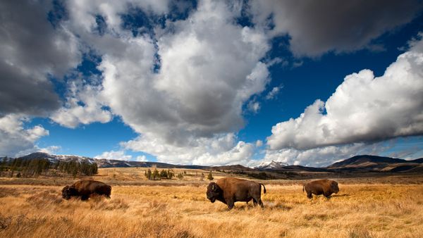 Bisonte americano nel Parco Nazionale di Yellowstone, Wyoming, Stati Uniti