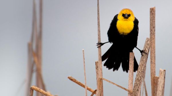 Yellow-headed blackbird in Flathead Valley, Montana, USA